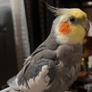 ABÚ | Raza Ninfa | Perdido