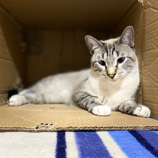 MISCO | Raza Aslan o Siamés moderno, punto tabby | Perdido