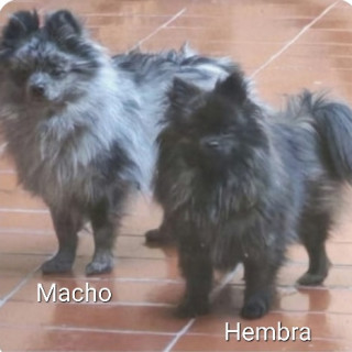 Foto de LOTSO Y PELUSA