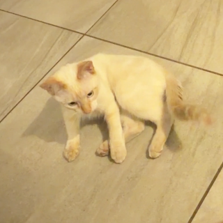 MITCHO | Raza Aslan o Siamés moderno, punto flama | Perdido