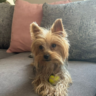 LEAH | Raza Yorkshire Terrier (Yorkie) | Perdida