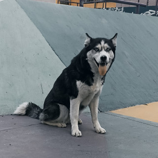 YAKIRA | Raza Husky Siberiano | Final Feliz