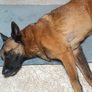 ROCKO Y TEQUILA | Raza Pastor Belga Malinois y Mestizo, cruza de American Pitbull Terrier | Perdido