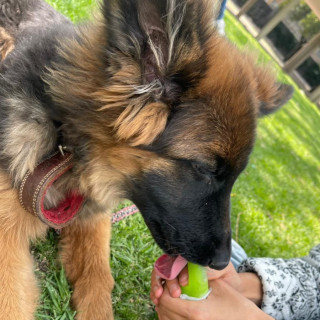 PATY | Raza Pastor Alemán | Perdida