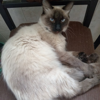 MITTY | Raza Balinés punto foca | Perdida