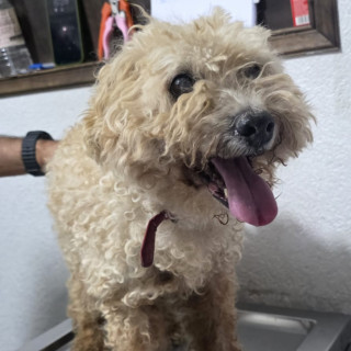  | Raza French Poodle o Caniche | Encontrada