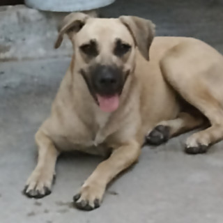  | Raza Mestiza | Encontrada