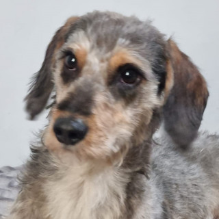 BACK | Raza Mestizo, cruza de Schnauzer | Perdido