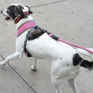 MIKA | Raza Mestiza | Final Feliz