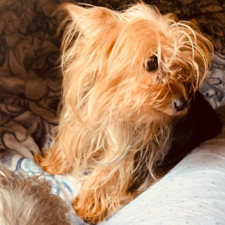 SOFÍA | Raza Yorkshire Terrier (Yorkie) | Perdida