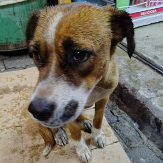  | Raza Mestiza | Encontrada