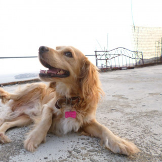 SILVESTRE | Raza Cocker Spaniel Inglés | Perdido