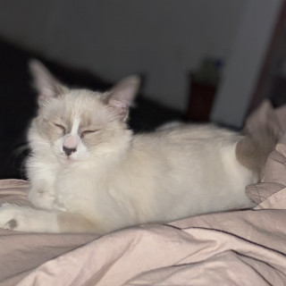 RUI | Raza Snowshoes | Final Feliz