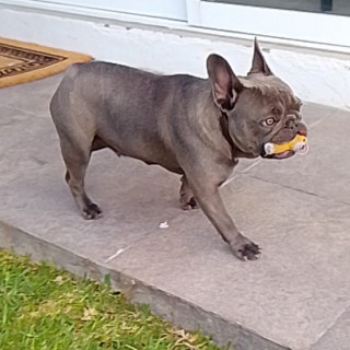 BLUEY | Raza Bulldog Francés  | Perdida