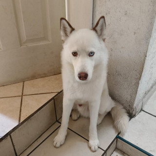 HERMOSO PELUDITO | Raza Husky Siberiano | En Adopción