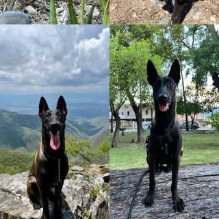 ATENA | Raza Pastor Belga Maliniois | Perdida