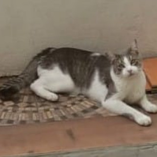 TOMMY | Raza Doméstico Américano de Pelo Corto | Perdido