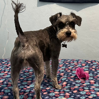 PELUSA | Raza Schnauzer | Perdida