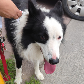  | Raza Border Collie  | Final Feliz