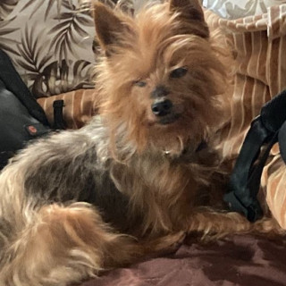 CHUBY | Raza Yorkshire Terrier (Yorkie) | Perdido