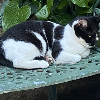 LUCKY | Raza Doméstico Américano de Pelo Corto | Perdida