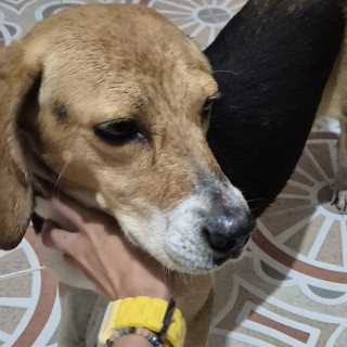  | Raza Beagle | Encontrada