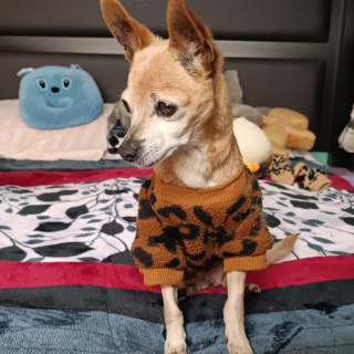JAMMY | Raza Chihuahua | Final Feliz