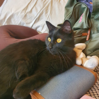 BENITA | Raza Angora Turco Negro | Perdida