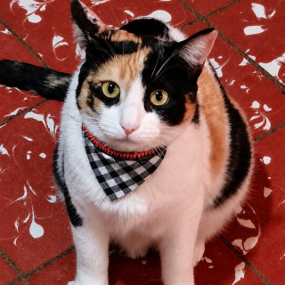 Foto de FELINA