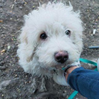 COCO | Raza Mestizo | Perdido