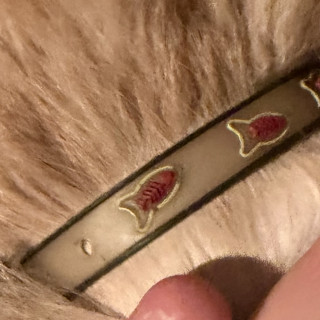  | Raza Doméstico Américano de Pelo Largo | Encontrada