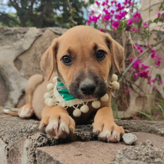 AVENITA | Raza Mestiza | En Adopción