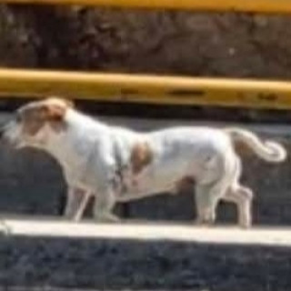 BOBBY | Raza Jack Russell Terrier | Perdido