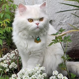 SIMI | Raza Persa | Perdido