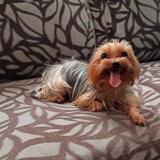 GIGÍ | Raza Yorkshire Terrier (Yorkie) | Perdida