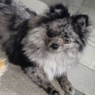 LOTSO Y PELUSA | Raza Pomerania | Perdido