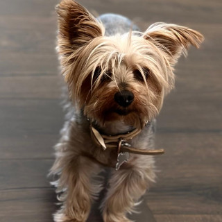 MÍA | Raza Yorkshire Terrier (Yorkie) | Final Feliz