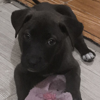 Foto de HERMOSO CACHORRITO