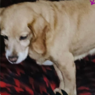 Foto de CAMILA