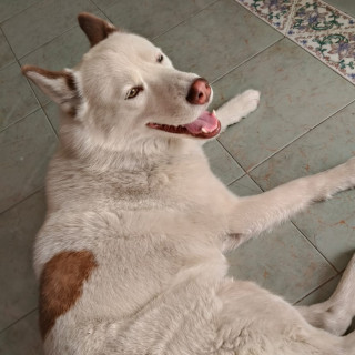Foto de HERMOSO PELUDITO