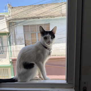 Foto de NINA