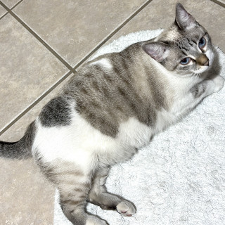 Foto de HERSHEY