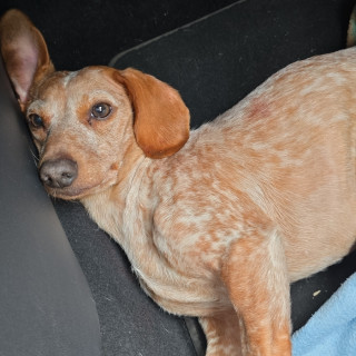  | Raza Dachshund o Salchicha  | Encontrada