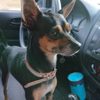 TRAVIS | Raza Chihuahua | Perdido