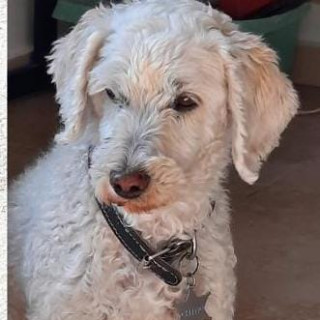CHINO | Raza French Poodle o Caniche | Perdido