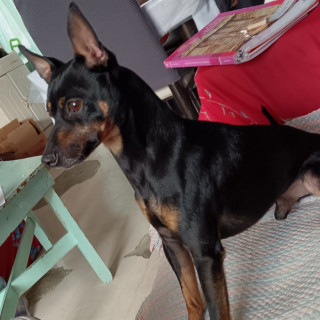 LOKY | Raza Pinscher Miniatura  | Perdido