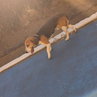 CANELO | Raza Beagle | Perdido