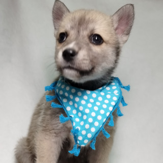 SULTÁN | Raza Mestizo, cruza de Husky con Labrador | En Adopción