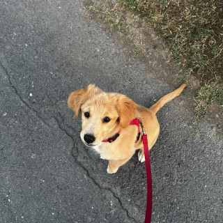 TITA | Raza Golden Retriever  | Final Feliz