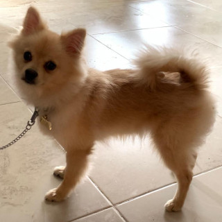 PAOLO | Raza Pomerania | Perdido